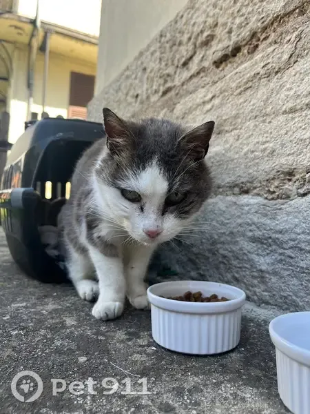 Chat gris et blanc trouvé à Lons-le-Saunier - photo