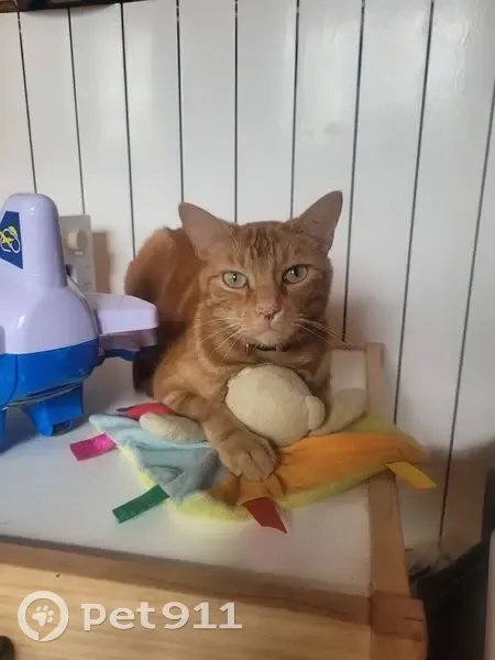 Chat roux mince perdu, collier rose, Viry - photo