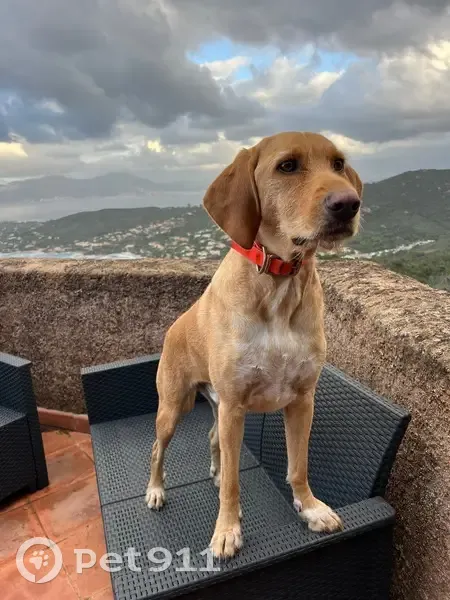 Chien Ariégeois beige perdu à Pietrosella - photo