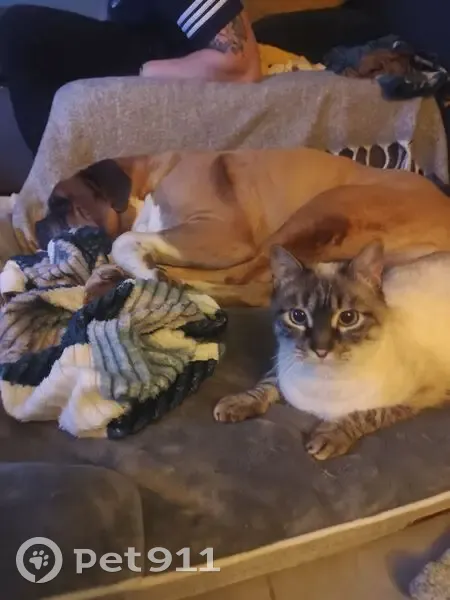 Chat blanc et gris disparu à Druelle - photo