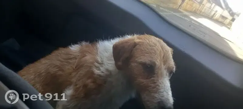 Chien blanc tacheté, trouvé à Orges - photo