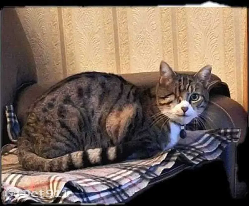 Chatte tigrée 11 ans perdue à Milhaud - photo