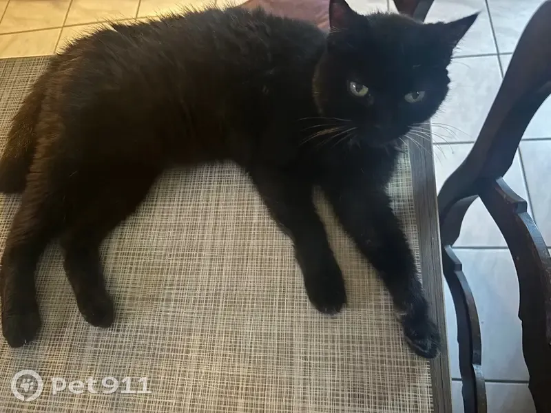 Chatte noire 17 ans perdue Rue des Grives - photo