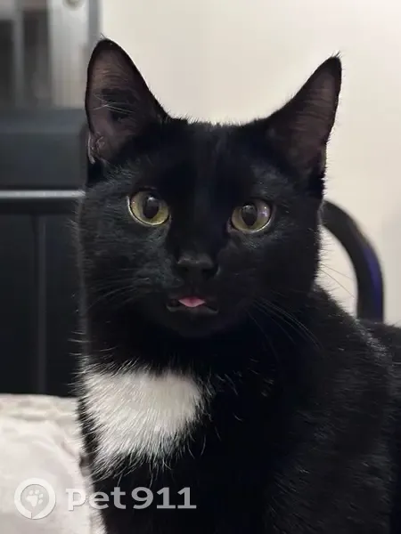 Pito, chat noir avec tache blanche perdu - photo