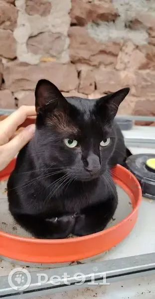 Chat noir disparu, craintif, 8,2 kg - photo
