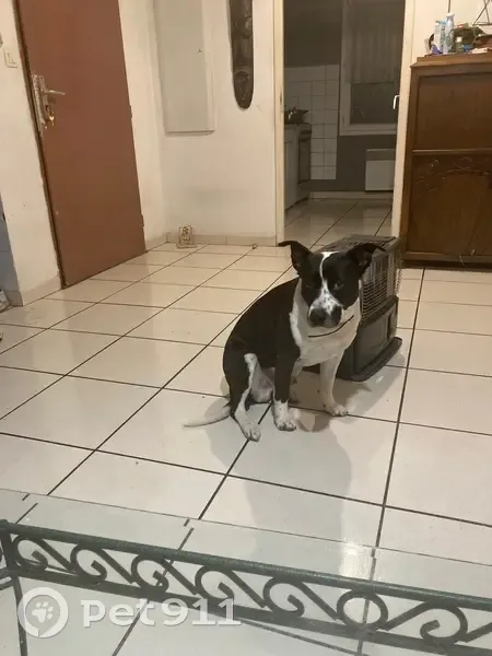 Chien perdu à Nîmes : Aidez-nous à le retrouver - photo