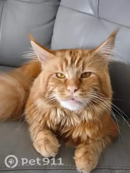 Chat roux perdu à Avermes - photo