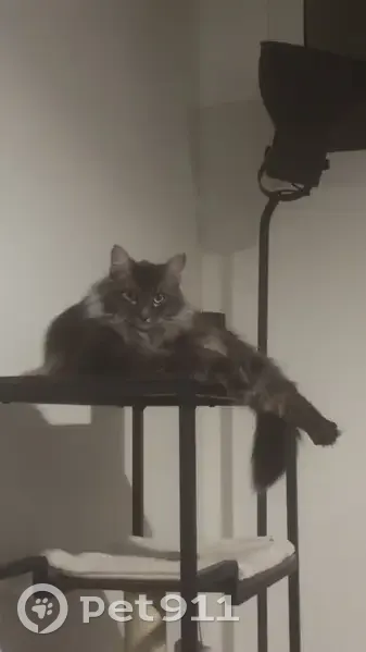 Mao, chat européen 2 ans disparu Orléans - photo