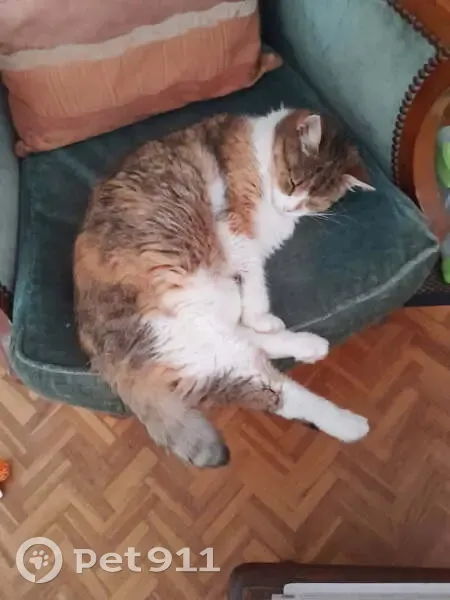 Chatte tricolore perdue, Bretteville-sur-Odon - photo