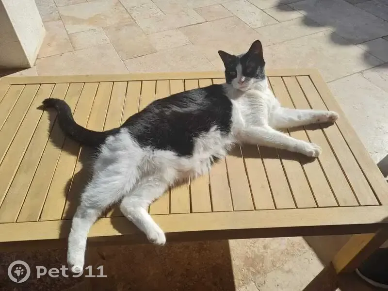 Chatte disparue, noire et blanche, Peynier - photo