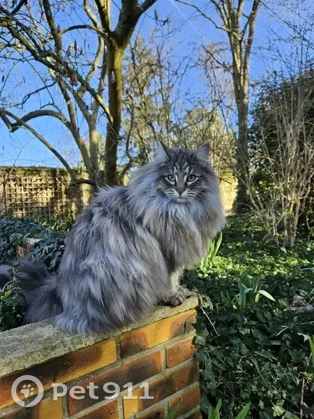 Chatte perdue le 3 avril à Brunoy - photo