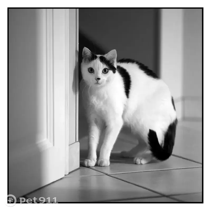 Chat malade disparu à Laxou Village - photo
