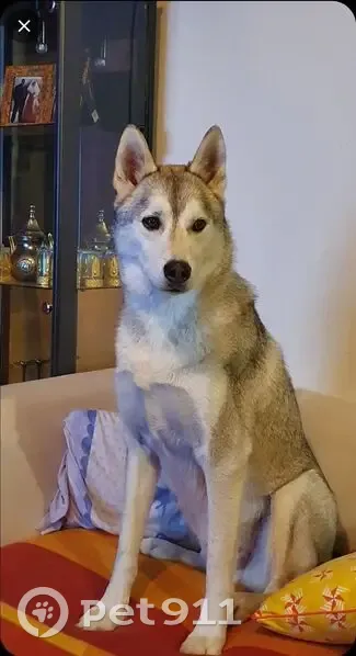 Husky mâle perdu à Bayonne - photo