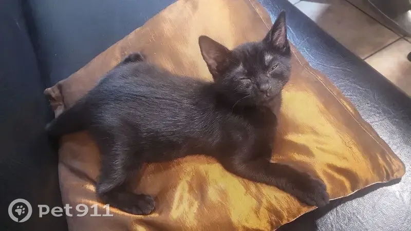 Chatte noire 