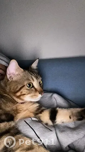 Moka, chat tigré perdu à Bordeaux - photo