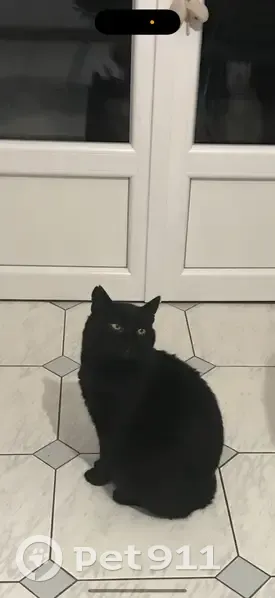 Chat perdu : Mimi, yeux verts, rue de la Pièce - photo
