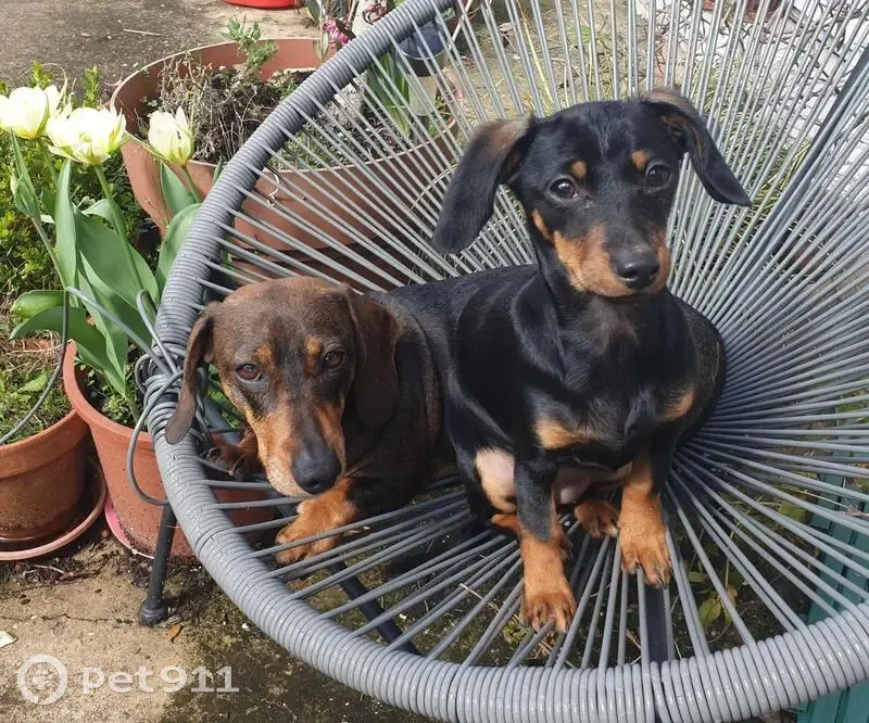 Deux teckels nains perdus à Bergerac - photo