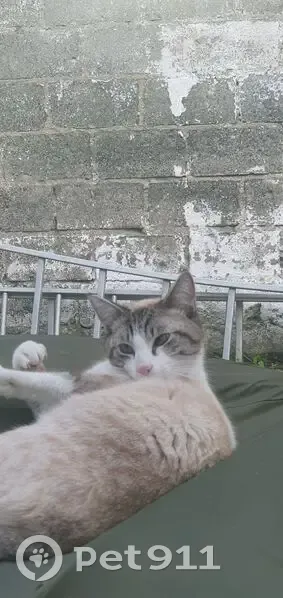 Chat crème blanc disparu à Drancy - photo