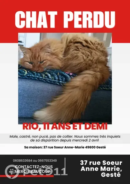 Chat mâle marron/roux perdu à Beaupréau - photo