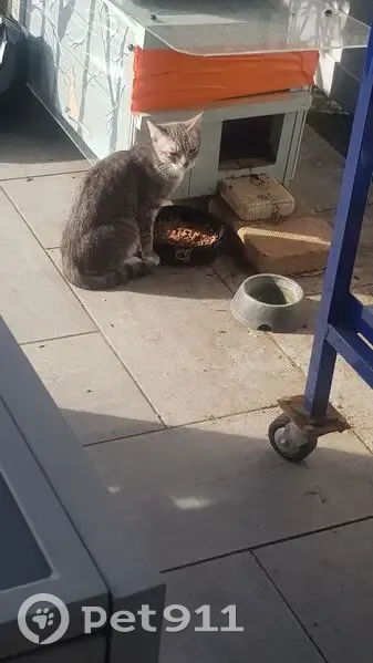 Jeune chat gris tigré trouvé à Poitiers - photo