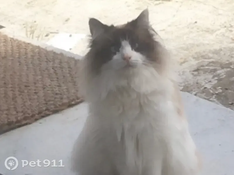 Chatte blanche perdue à Toulenne - photo