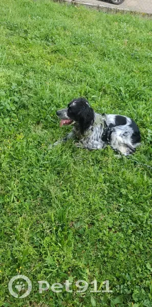 Springer spaniel perdu à Toulouse - photo