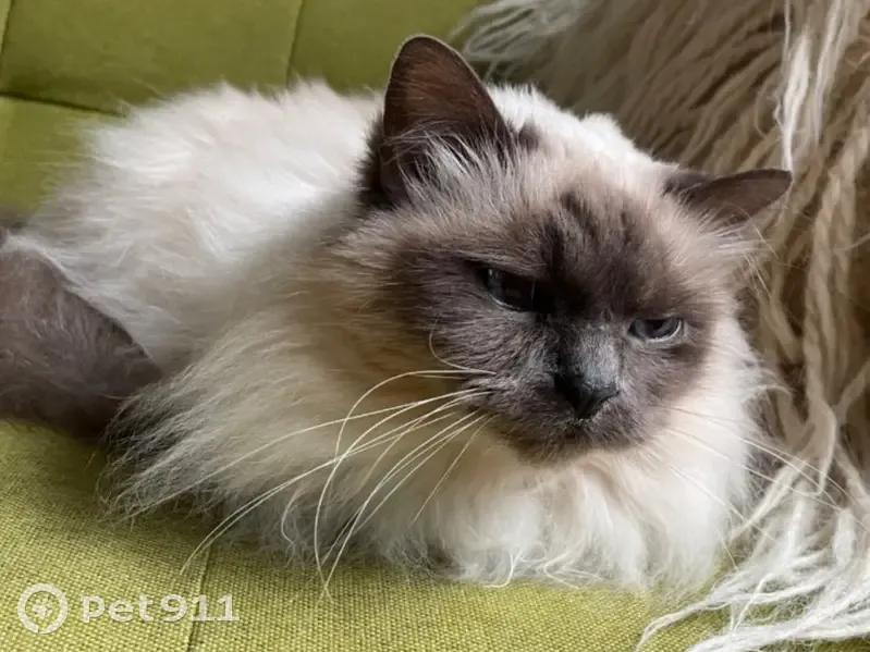 Birman crème 17 ans perdu, Les Pavillons - photo