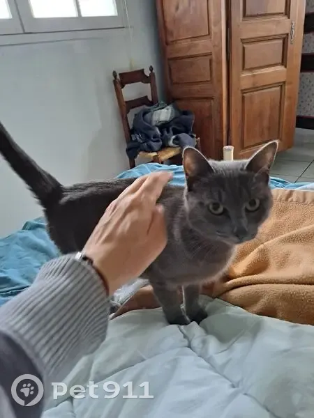 Chat gris européen disparu à Pau - photo