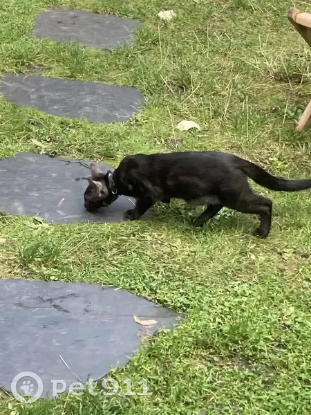Chat noir tigré disparu à Rouen - photo