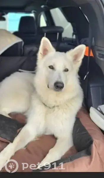 Chien Berger blanc suisse perdu, craintif - photo
