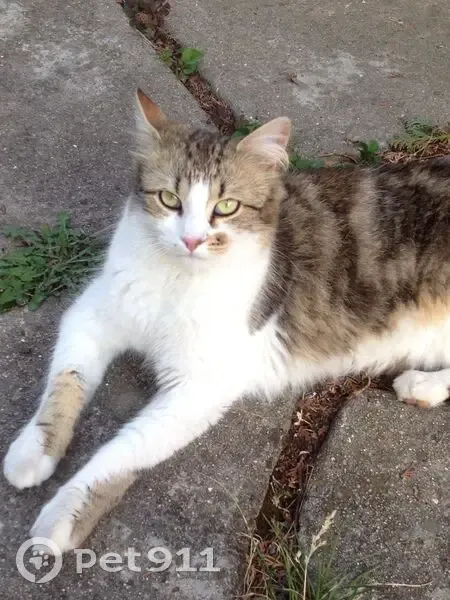 Chat tatoué disparu à Sucy-en-Brie - photo