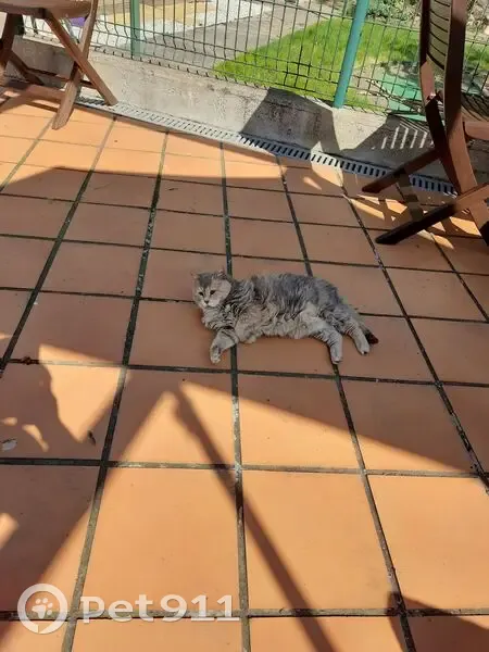 Chat errant âgé trouvé, aide urgente requise - photo