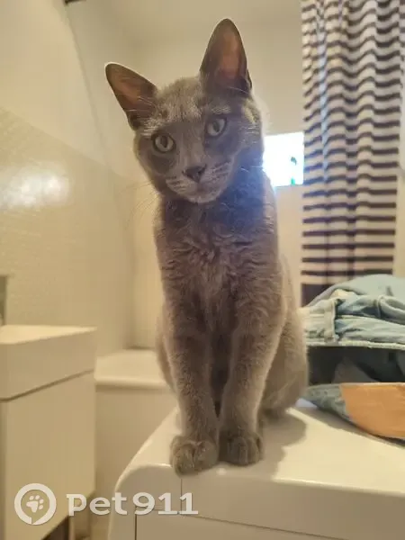 Chat gris mâle perdu à Amiens - photo