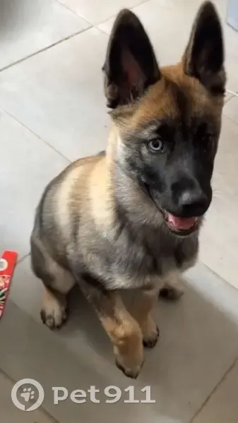 Vol de chienne Malinois à Auterive - photo