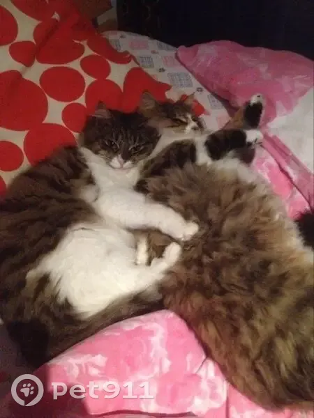 Chatte stérilisée de 7 ans perdue à Cognac - photo