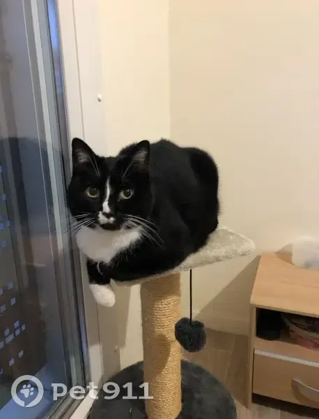 Chatte disparue à Lisieux, rue Tourville - photo