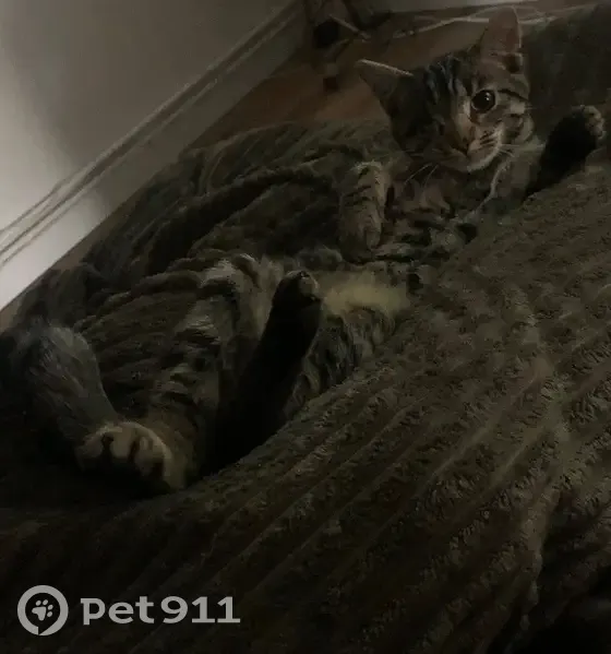 Chat Perdu : Pupuce, un œil, queue tordue - photo