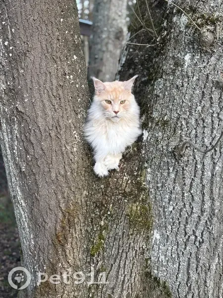 Chat Maine Coon Crème Disparu à Galluis - photo