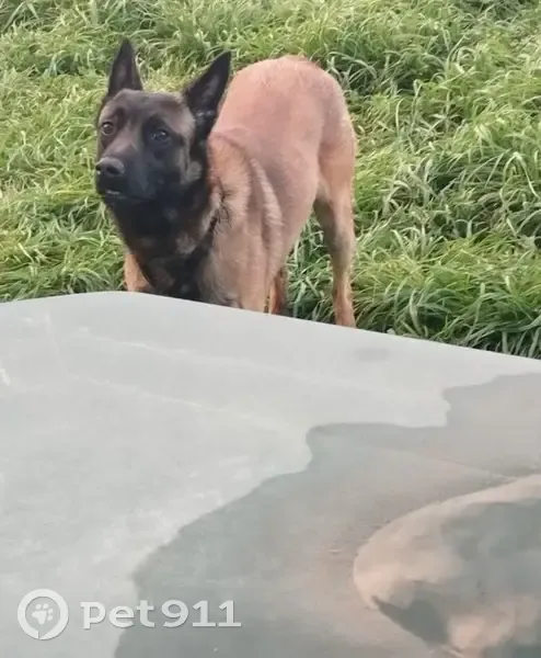 Malinois perdu à Toulouse, quartier St-Cyprien - photo