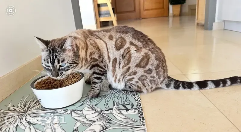 Bengal mâle 2 ans perdu à Grasse - photo