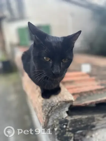 Chat mâle noir trouvé à Drap - photo