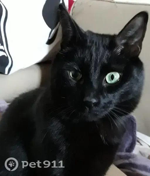 Chat noir perdu à Palaiseau - photo