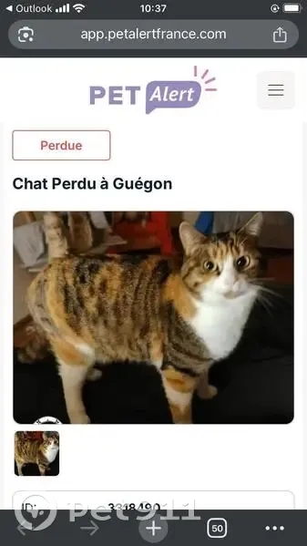 Chatte tricolore perdue à Guégon - photo