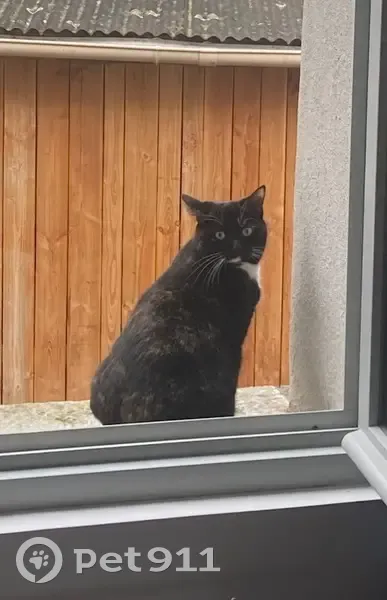 Chatte écaille perdue à Tours - photo