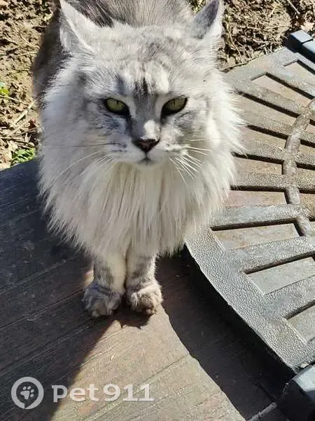 Maine Coon grise perdue aux Essarts-le-Roi - photo