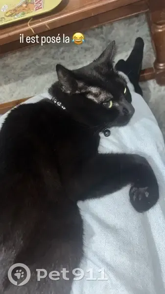 Chat perdu à Toulouse : Aidez-nous ! - photo