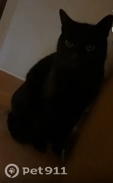 Chat perdu, besoin alimentation stricte, Reims - photo