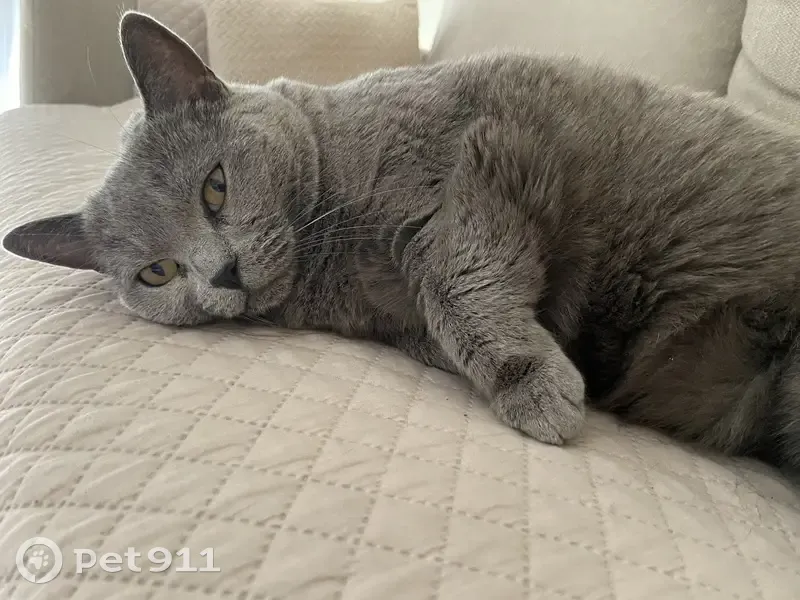 Chat gris disparu à Billère, rue du Lacaou - photo