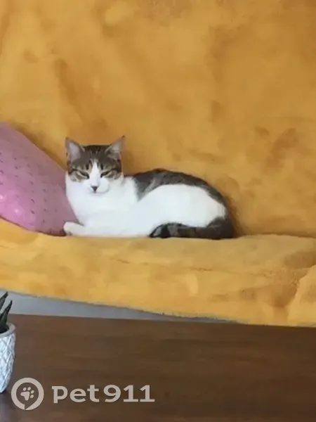 Chat tigré perdu à Granges-le-Bourg - photo