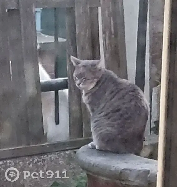 Chatte âgée trouvée à St Quentin, queue coupée - photo